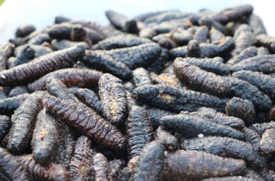 Bodrum Kent Konseyi Başkanı Yılmaz;