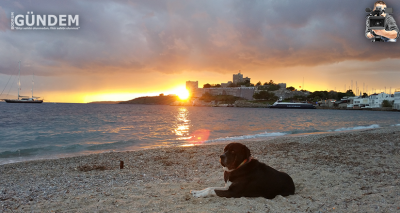 Tehlikeli Irk Yoktur Tehlikeli Sahip Vardır
